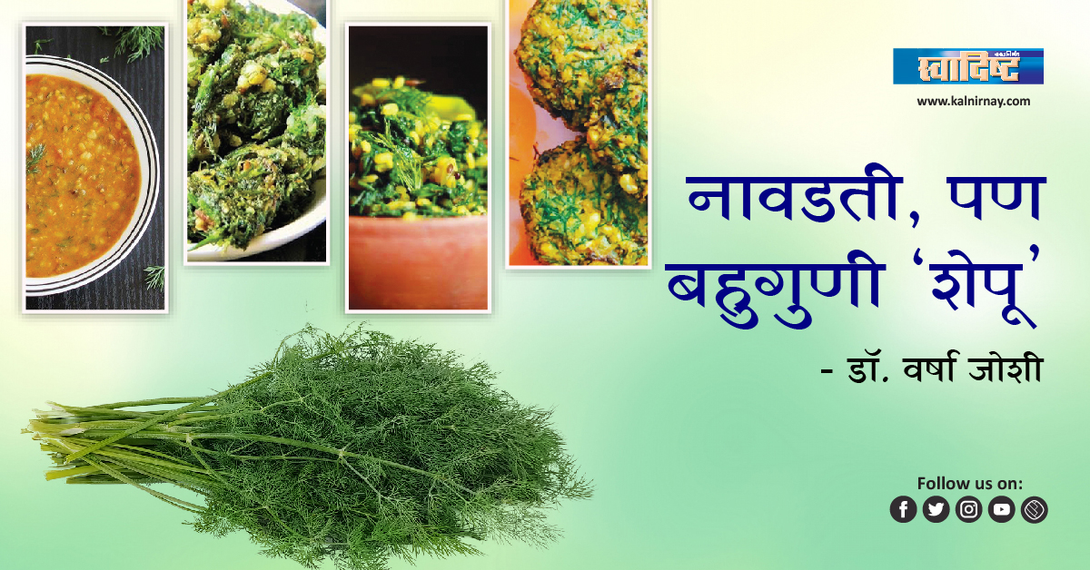 शेपू | dill seed | planting dill | dill herb | dill pickle seasoning | dill powder | shepu leaves | shepu bhaji | shepu recipes